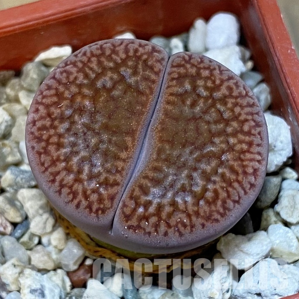 SH31871 Lithops hookeri v. marginata L9-56