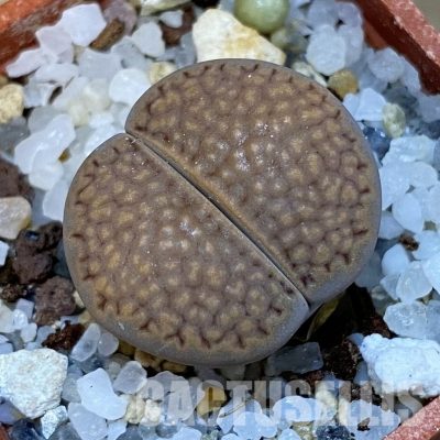 SH31874 Lithops hallii