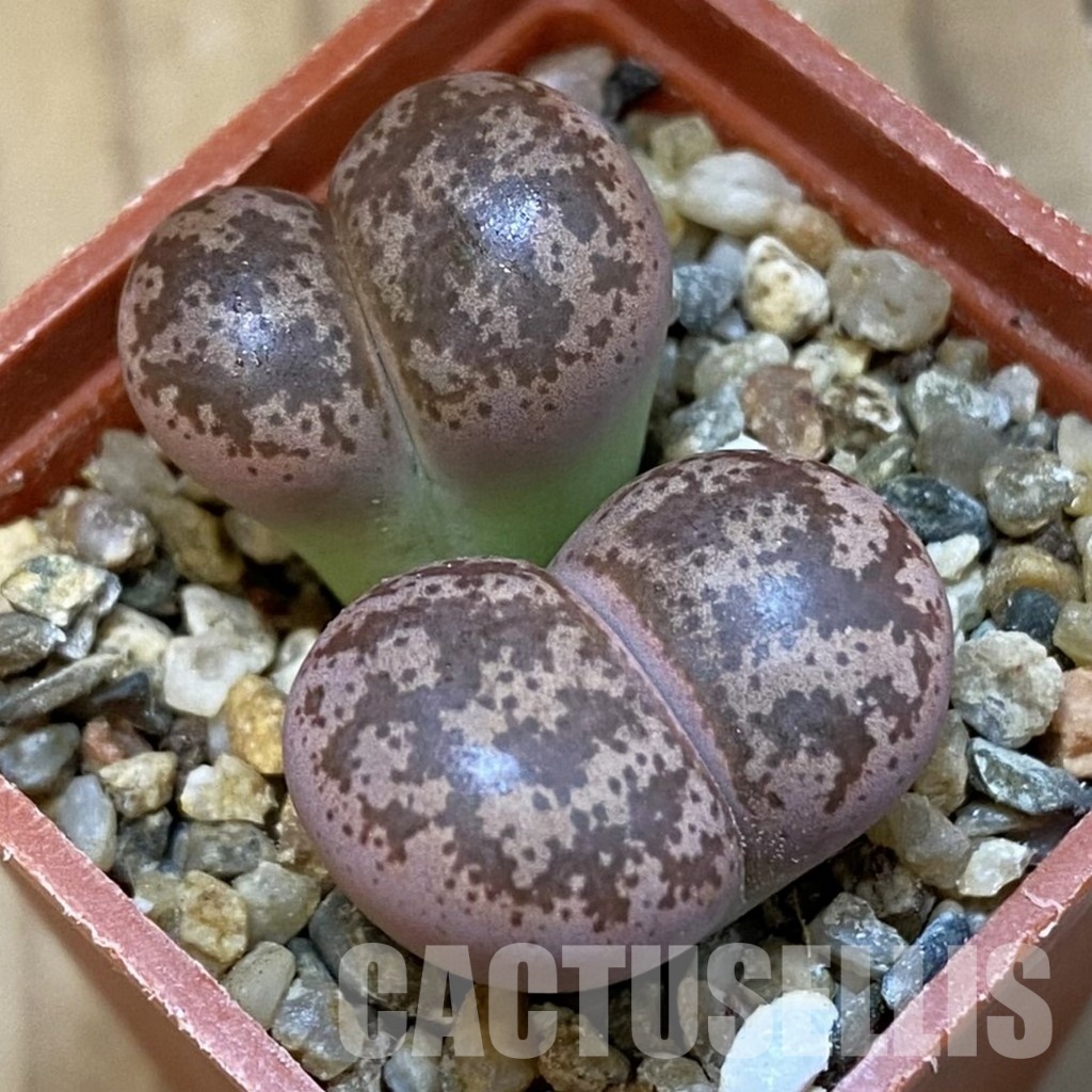 SH31880 Lithops coleorum - Image 2