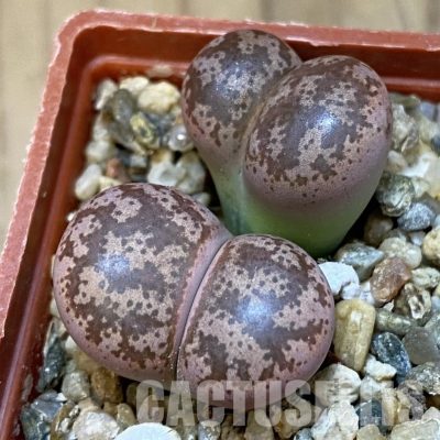 SH31880 Lithops coleorum