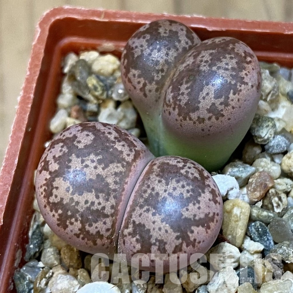 SH31880 Lithops coleorum
