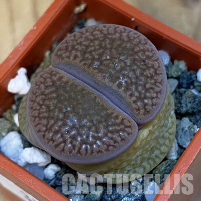 SH31882 Lithops hookeri C 53
