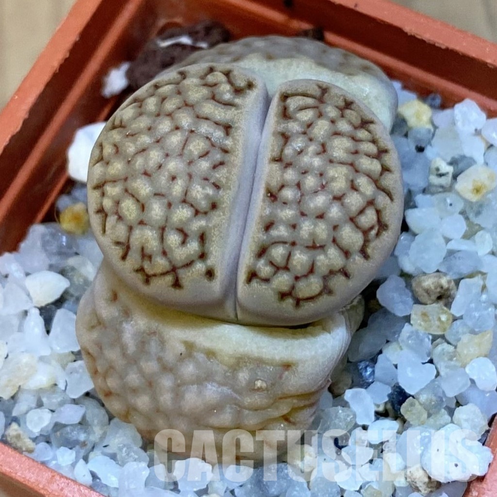 SH31883 Lithops hallii -Geelkop-