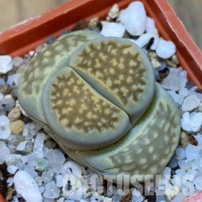 SH31885 Lithops hallii 111A