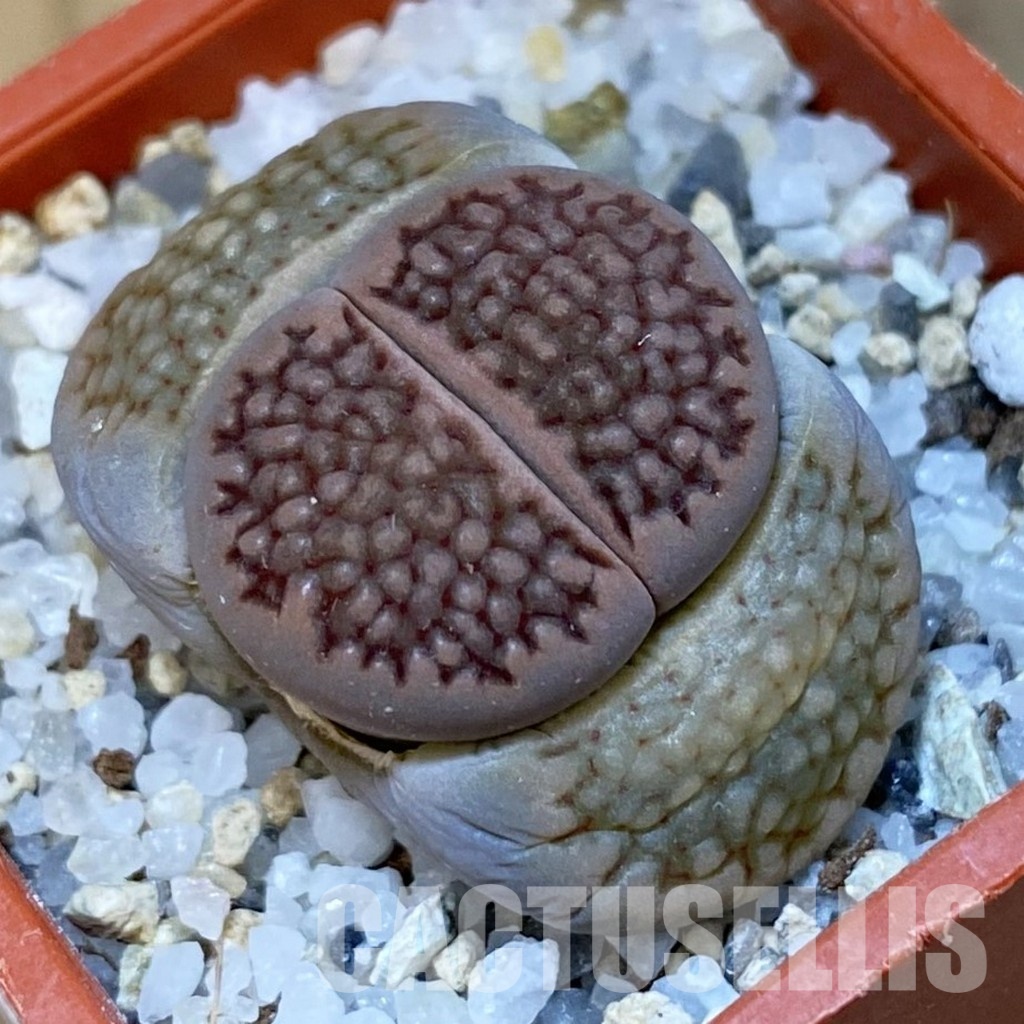 SH31886 Lithops hallii C 174