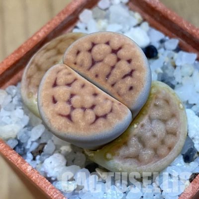 SH31887 Lithops karasmontana v. lateritia MG 1634