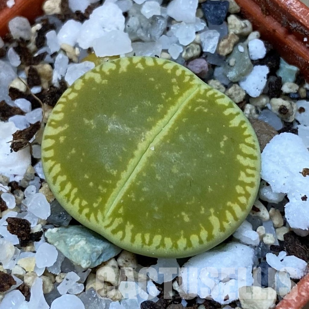 SH31888 Lithops aucampiae x Lithops julii