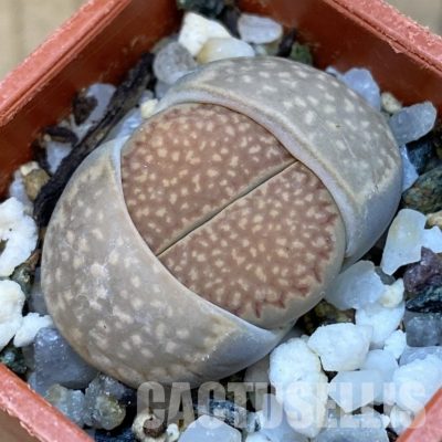 SH31890 Lithops hallii