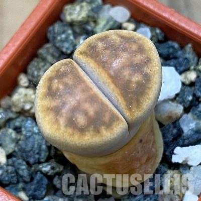 SH31891 Lithops karasmontana 'Smokey Peach'