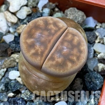 SH31892 Lithops karasmontana 'Smokey Peach'