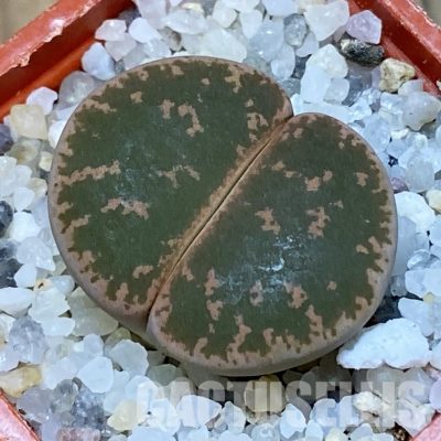 SH31893 Lithops lesliei