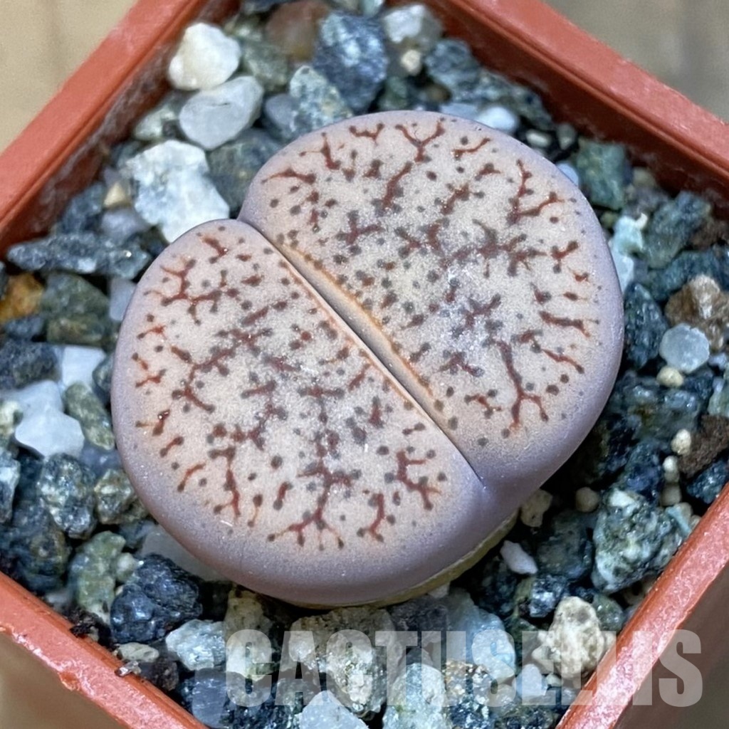 SH31895 Lithops gracilidelineata C 394