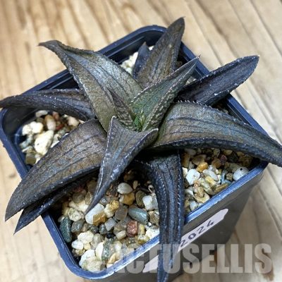 SH32024 Haworthia woolleyi x koelmaniorum, seedling