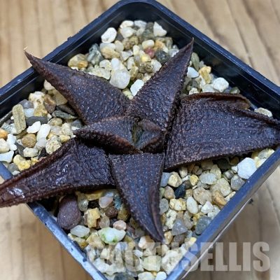 SH32025 Haworthia koelmaniorum