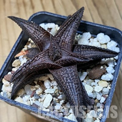 SH32026 Haworthia 'Kintaikyo'