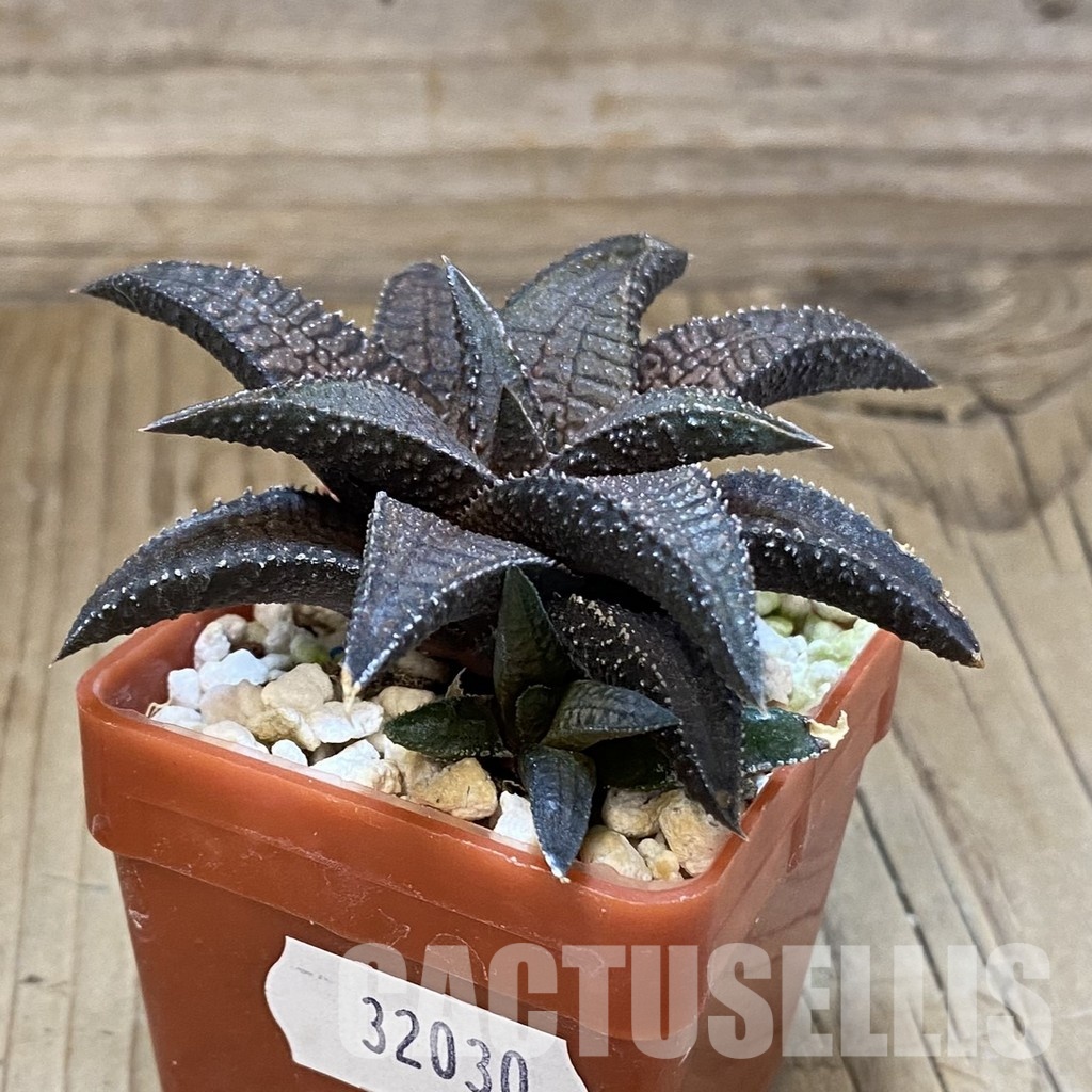 SH32030 Haworthia koelmaniorum 'Dragon King' - Image 2