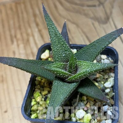 SH32034 Haworthiopsis attenuata hybrid, seedling