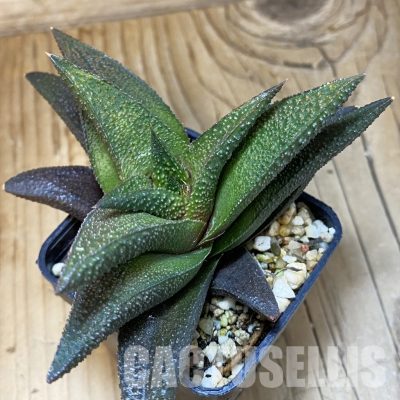 SH32035 Haworthia scabra x koelmaniorum
