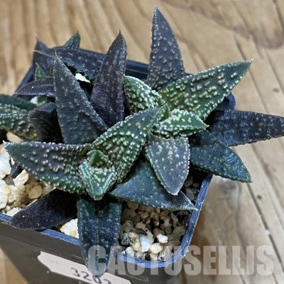 SH32036 Haworthia minima x 'Kintaikyo'