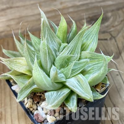 SH32038 Haworthia 'Grey Ghost'