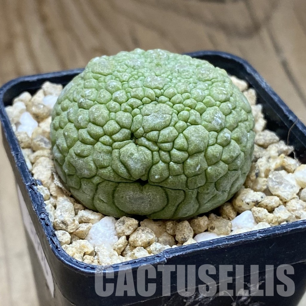 SH31996 Pseudolithos migiurtinus - Image 2