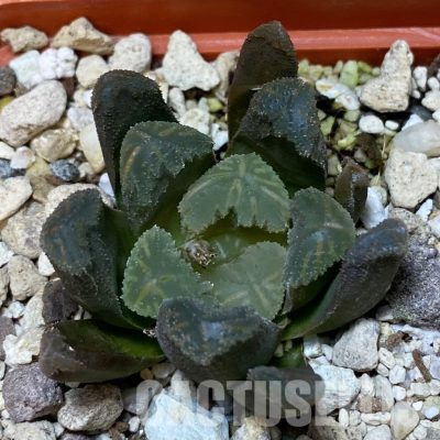 SH32040 Haworthia maughanii x cooperi F2