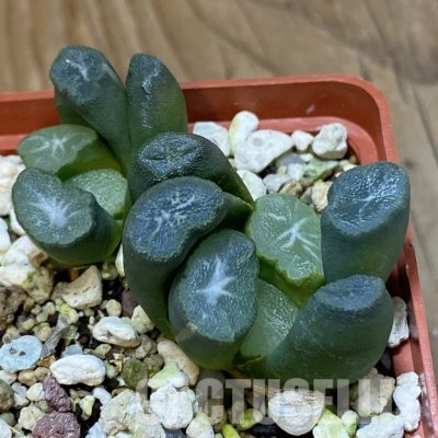 SH32042 Haworthia maughanii -Japan-, 2 plants