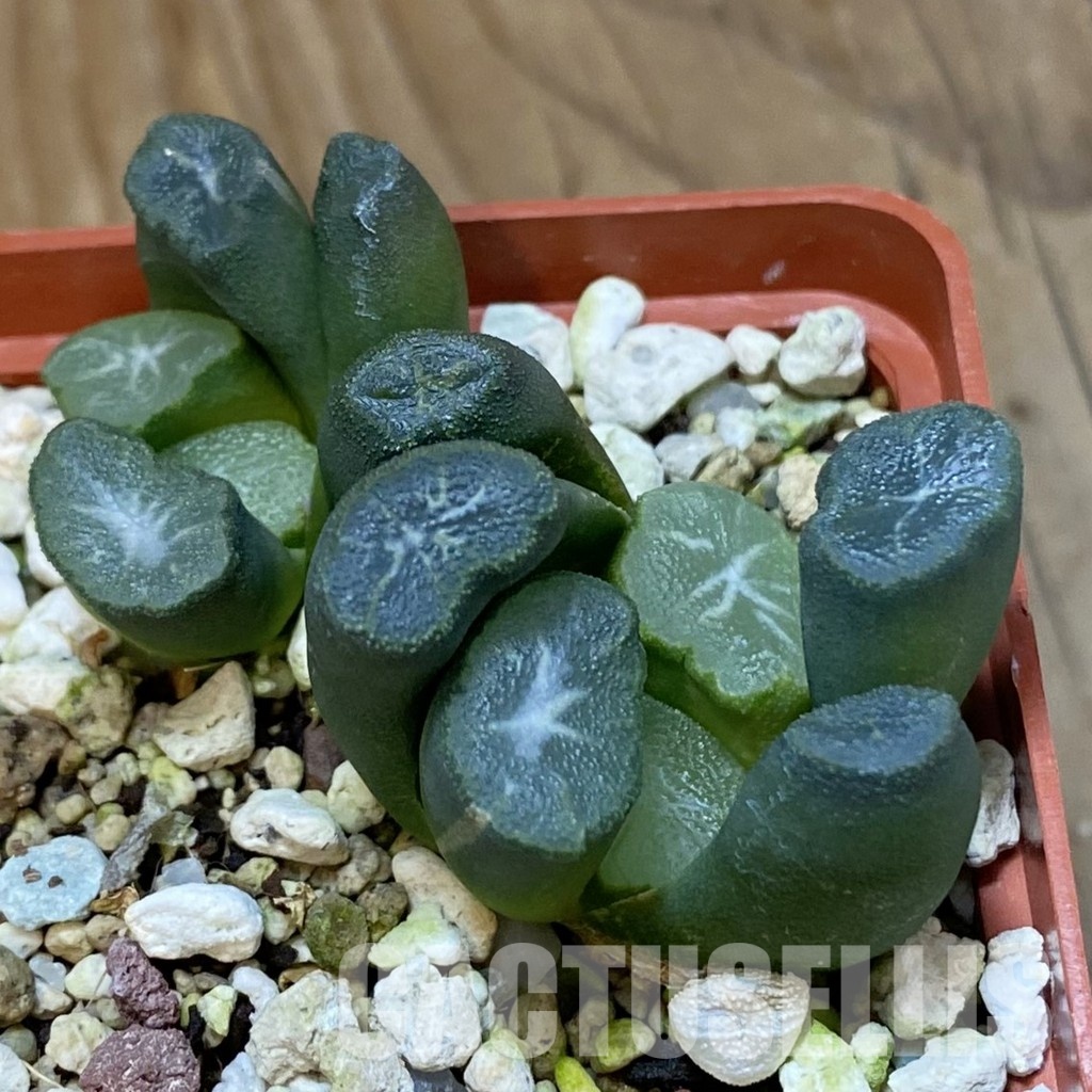 SH32042 Haworthia maughanii -Japan-, 2 plants