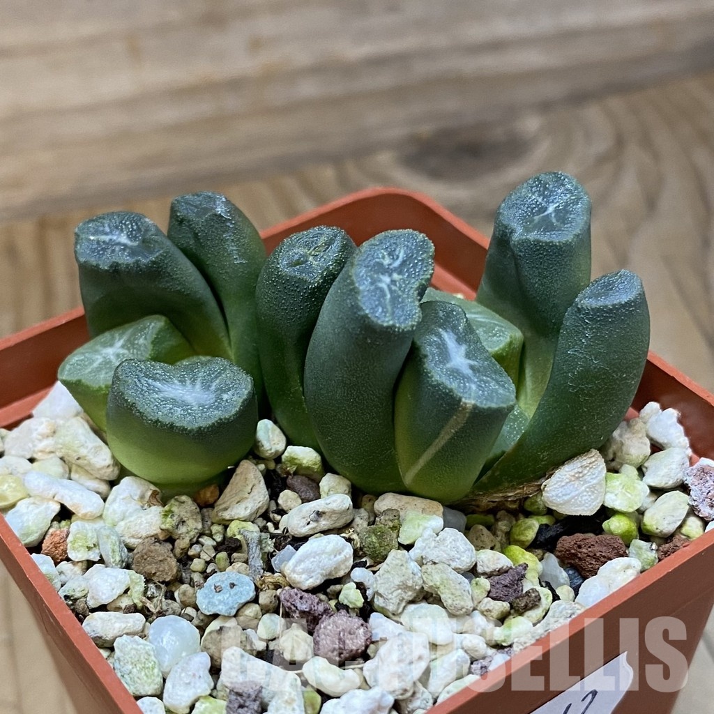 SH32042 Haworthia maughanii -Japan-, 2 plants - Image 2