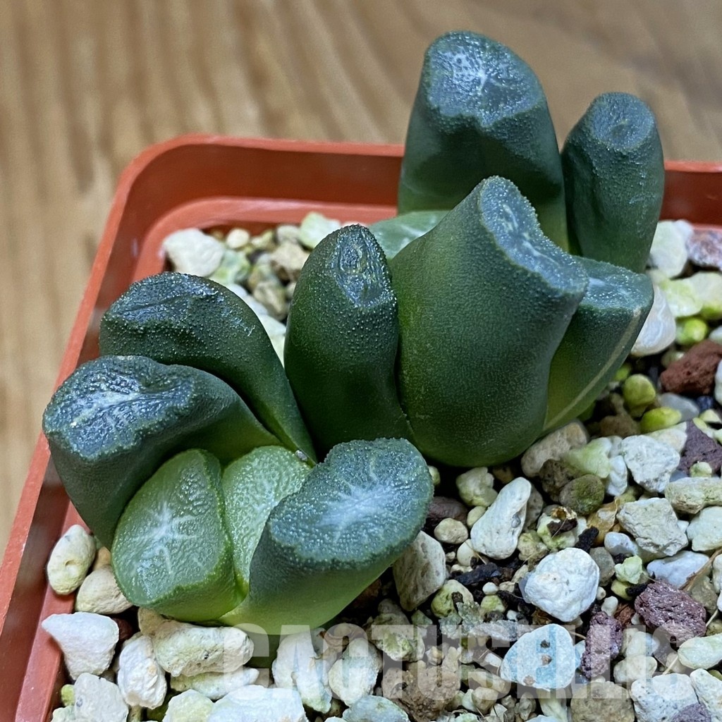SH32042 Haworthia maughanii -Japan-, 2 plants - Image 3