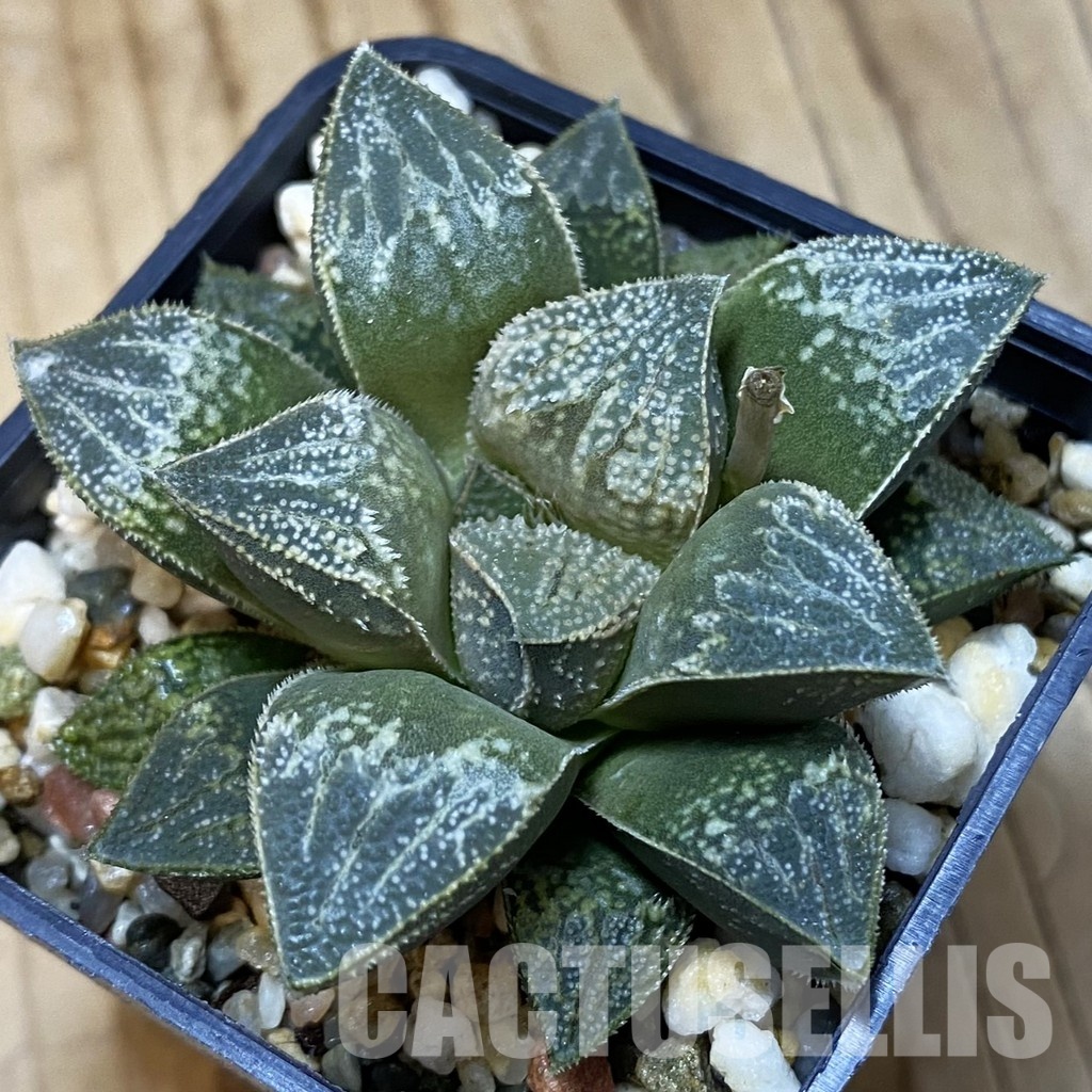 SH32044 Haworthia splendens hybrid