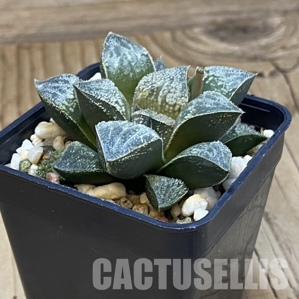 SH32044 Haworthia splendens hybrid - Image 2