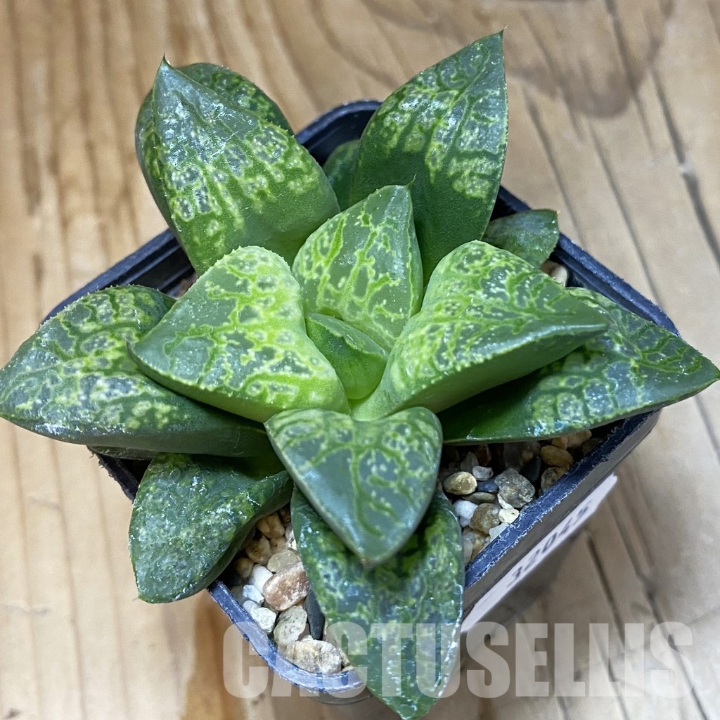 SH32045 Haworthia 'Kamen Butokai'