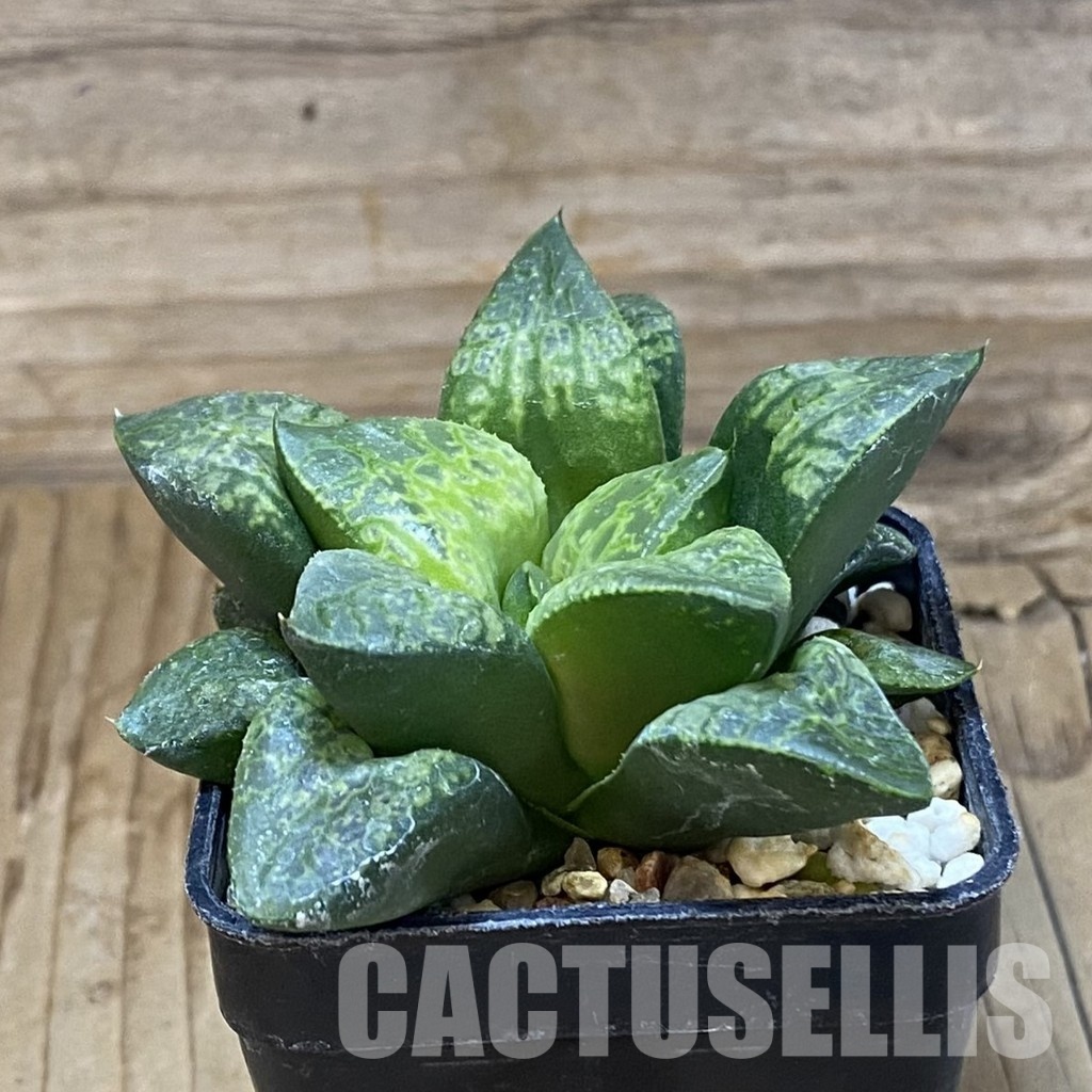 SH32045 Haworthia 'Kamen Butokai' - Image 2