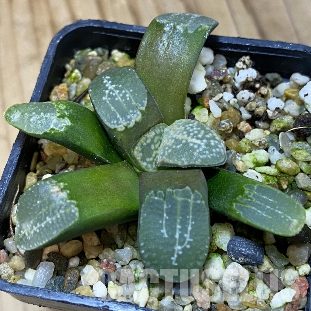SH32046 Haworthia groenewaldii