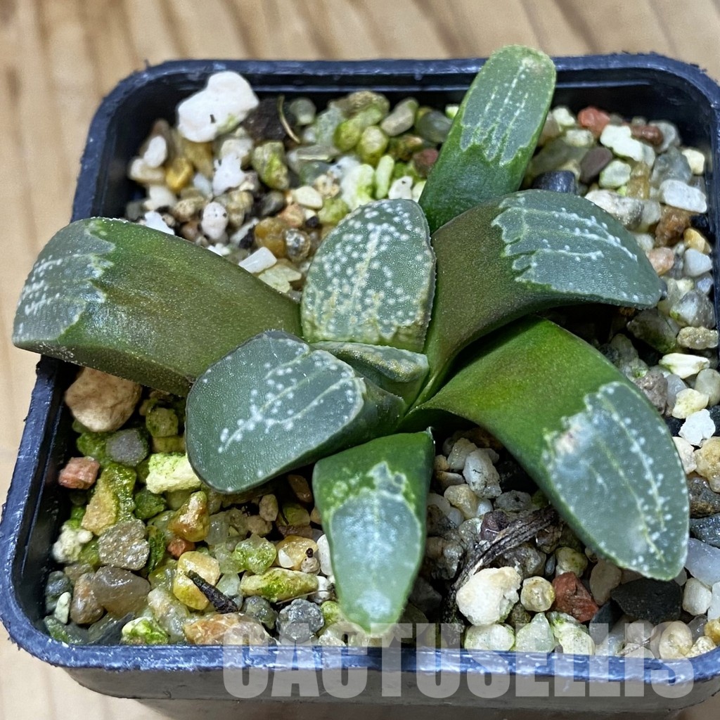 SH32046 Haworthia groenewaldii - Image 2
