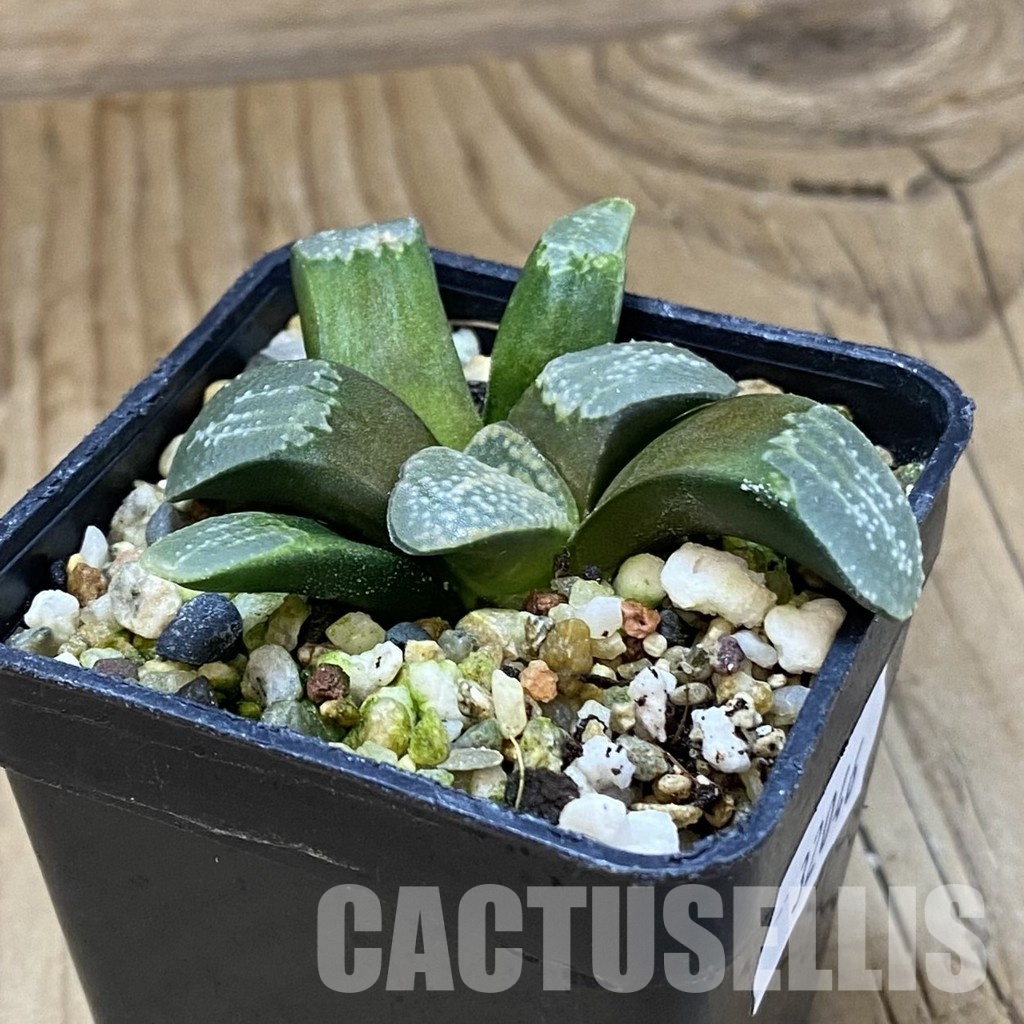 SH32046 Haworthia groenewaldii - Image 3