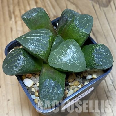 SH32047 Haworthia bayeri hybrid