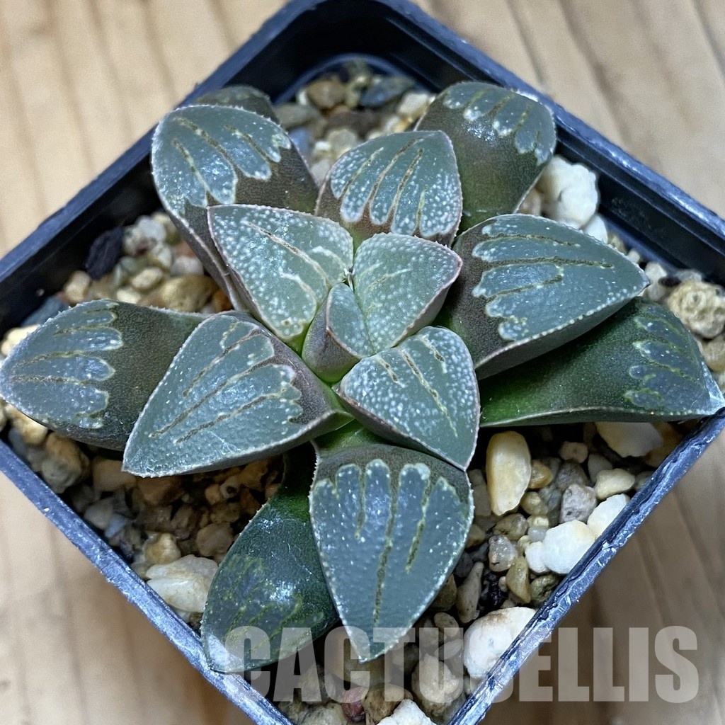 SH32048 Haworthia pygmaea x groenewaldii