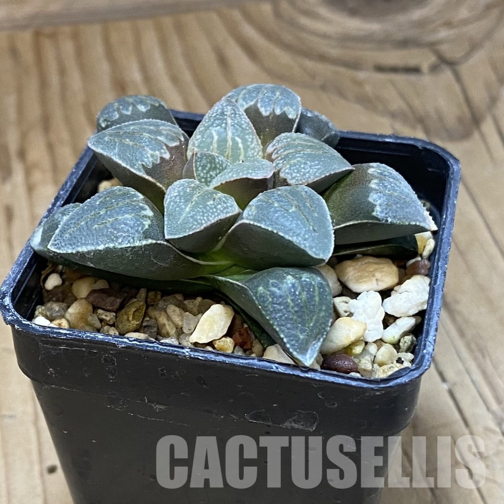 SH32048 Haworthia pygmaea x groenewaldii - Image 2