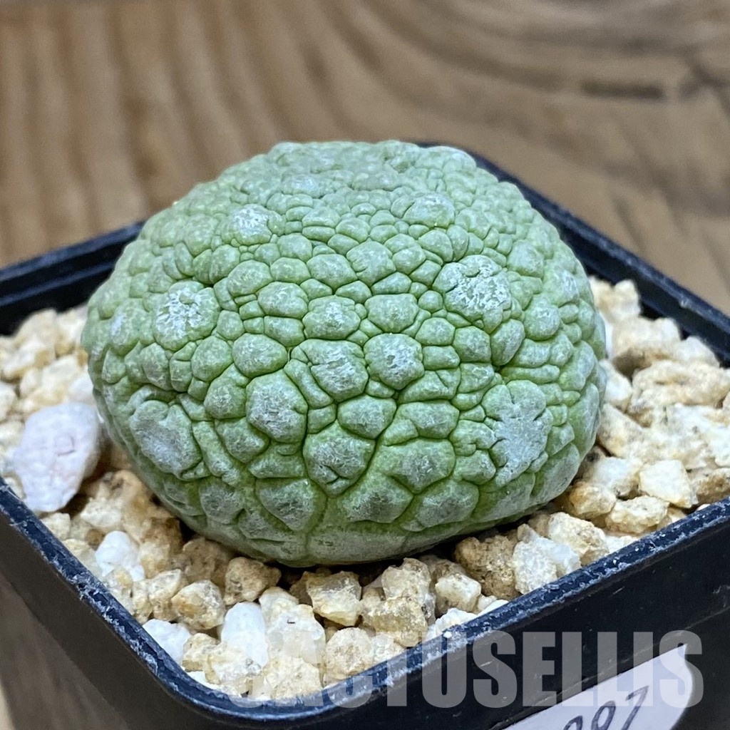 SH31997 Pseudolithos migiurtinus - Image 2