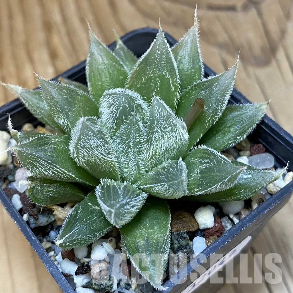 SH32049 Haworthia cooperi v. venusta