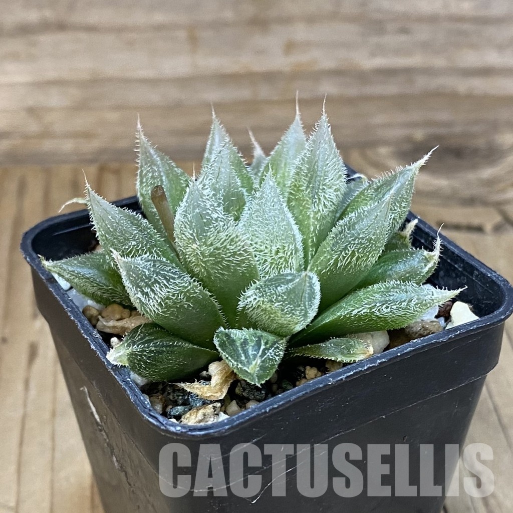 SH32049 Haworthia cooperi v. venusta - Image 2