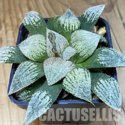 SH32050 Haworthia splendens 'Nautilus'