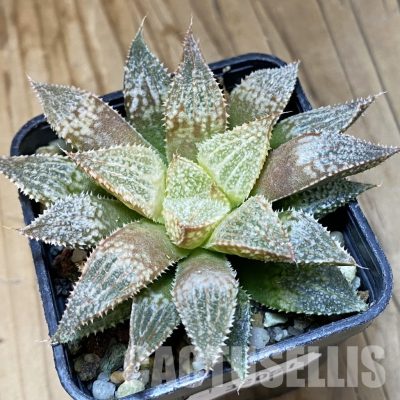 SH32051 Haworthia 'Hakuma'