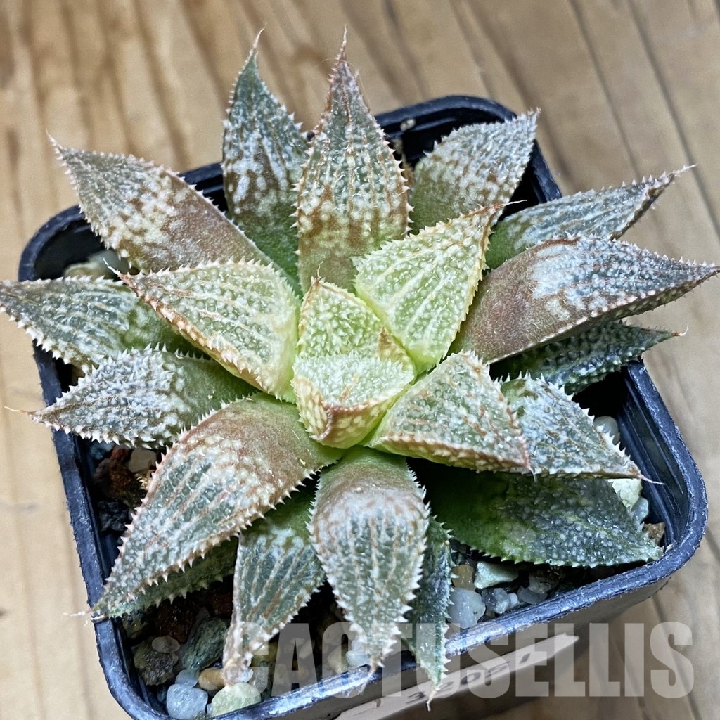 SH32051 Haworthia 'Hakuma'