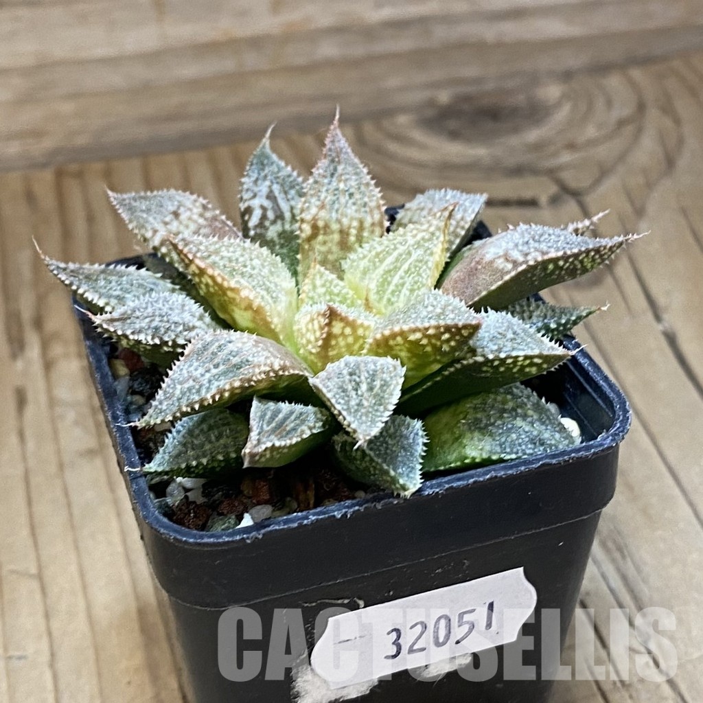 SH32051 Haworthia 'Hakuma' - Image 2