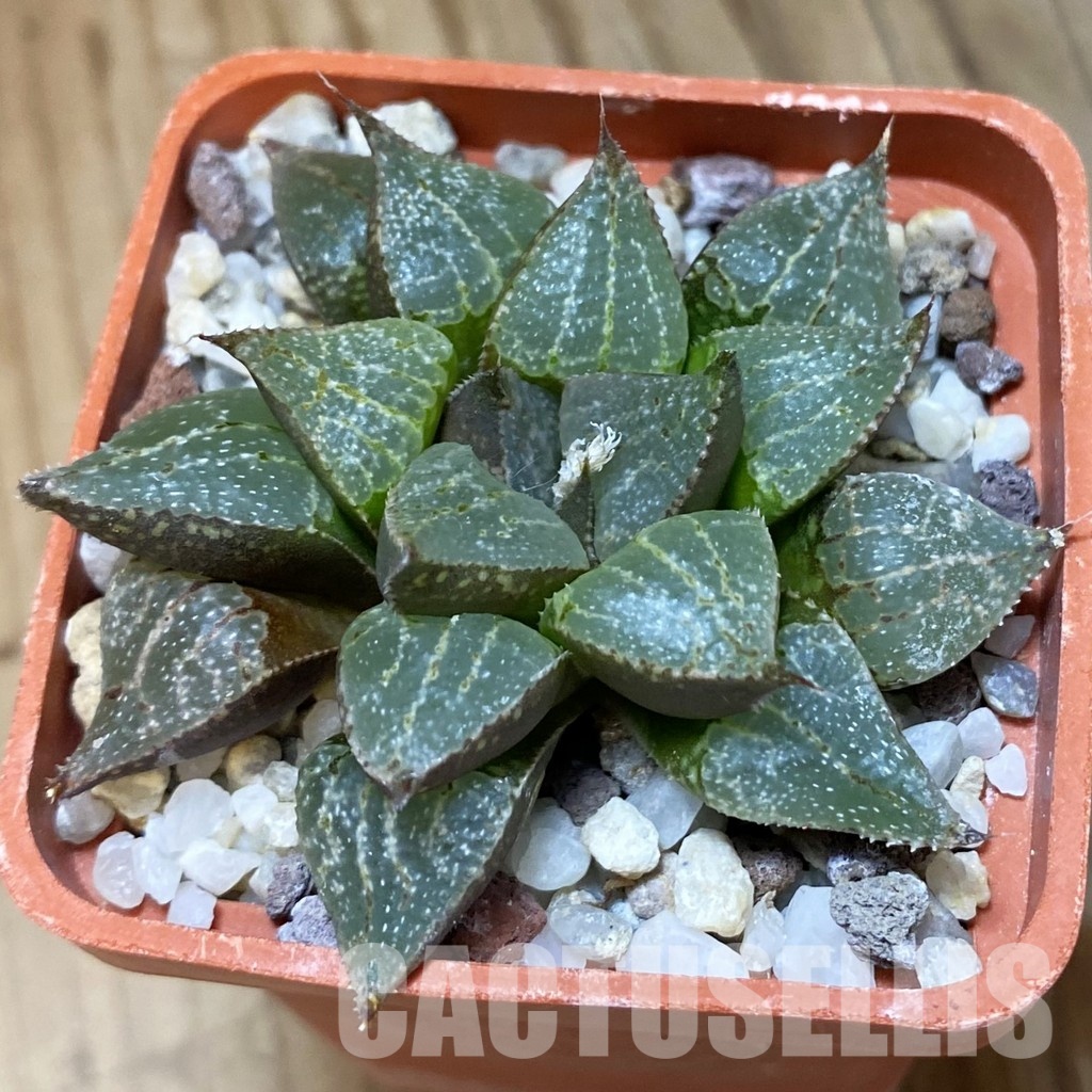 SH32053 Haworthia emelyae v. multifolia hybrid