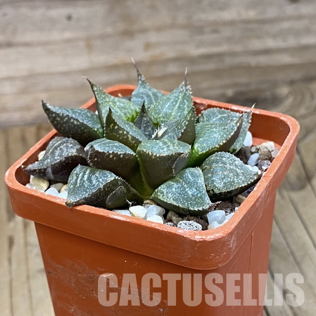SH32053 Haworthia emelyae v. multifolia hybrid - Image 2