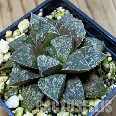 SH32055 Haworthia splendens hybrid